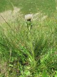 Cirsium rhizocephalum. Цветущее растение. Кабардино-Балкария, Эльбрусский р-н, долина р. Ирикчат, ок. 2800 м н.у.м., субальпийский луг. 06.08.2018.