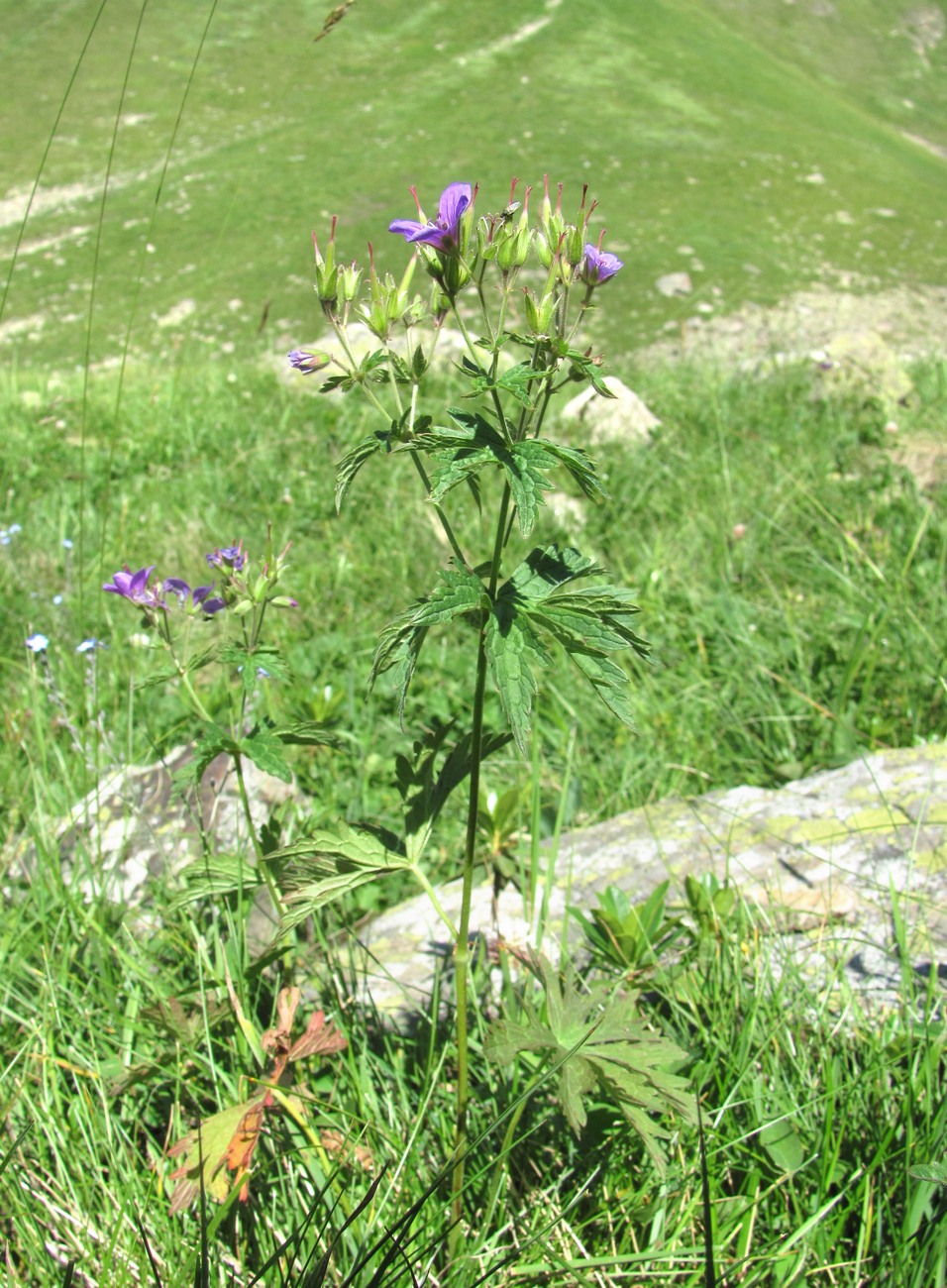 Изображение особи Geranium sylvaticum.