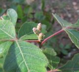 Rhus aromatica. Молодые соцветия повторного, осеннего цветения. Московская обл., Щёлковский р-н, в культуре. 15.09.2018.