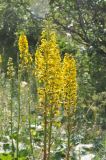 Ligularia subsagittata