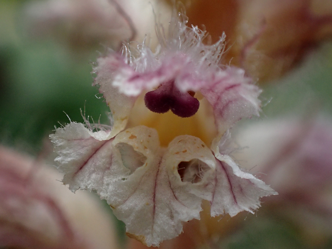 Изображение особи Orobanche pubescens.