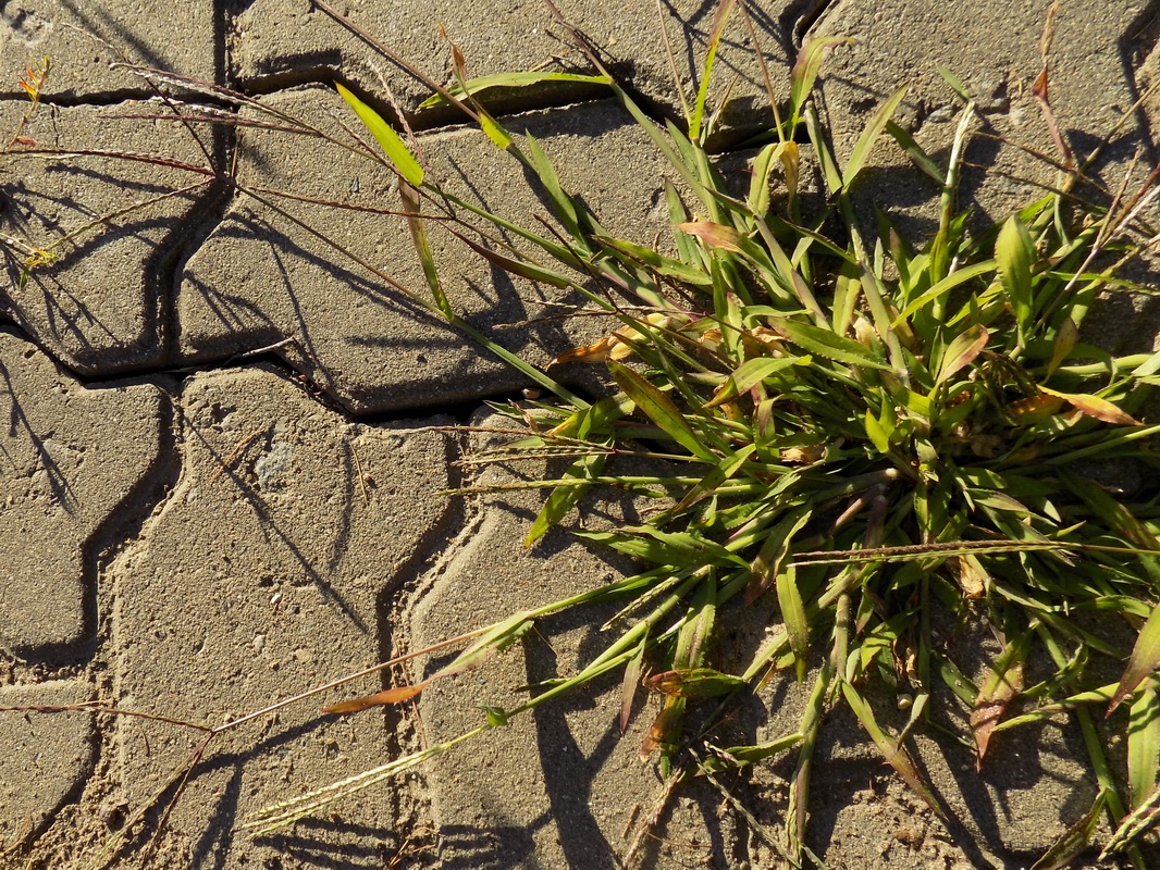 Изображение особи Digitaria pectiniformis.