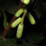 Corylus avellana