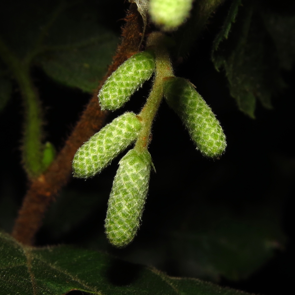 Image of Corylus avellana specimen.