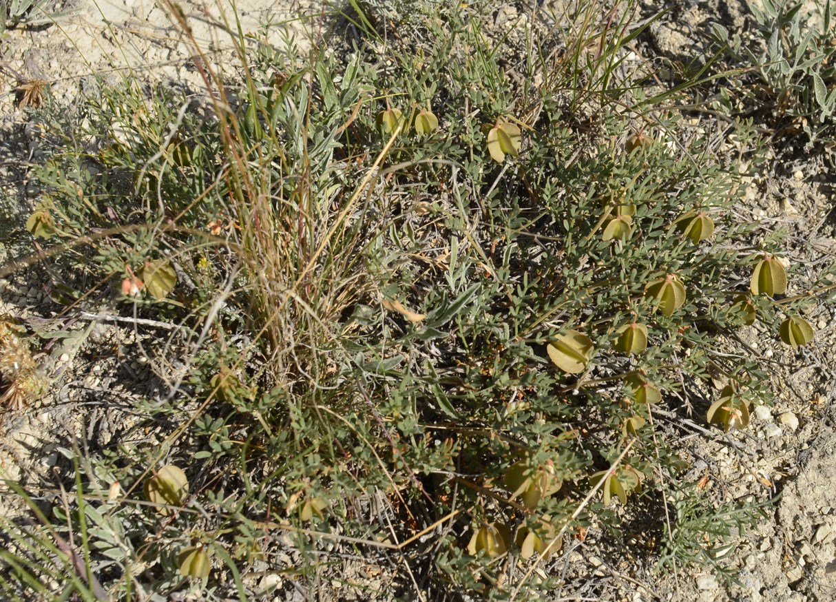 Image of Zygophyllum pinnatum specimen.