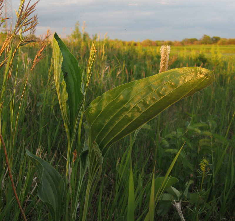 Изображение особи Plantago maxima.