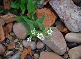 Myosoton aquaticum. Верхушка побега с соцветием. Новгородская обл., берег оз. Ильмень, геологический памятник \"Ильменский глинт\", каменистый берег озера. 04.11.2018.