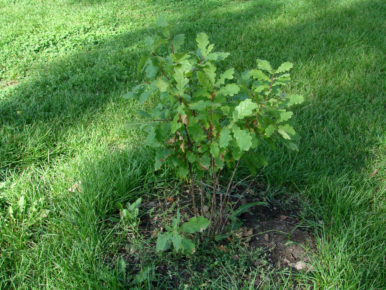 Изображение особи Quercus robur.