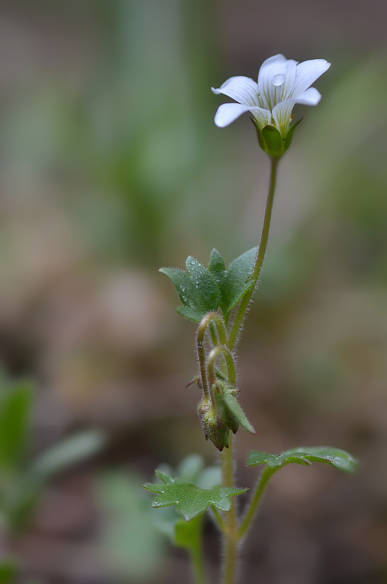 Image of Saxifraga sibirica specimen.