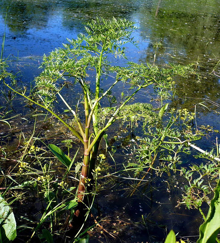 Image of Oenanthe aquatica specimen.