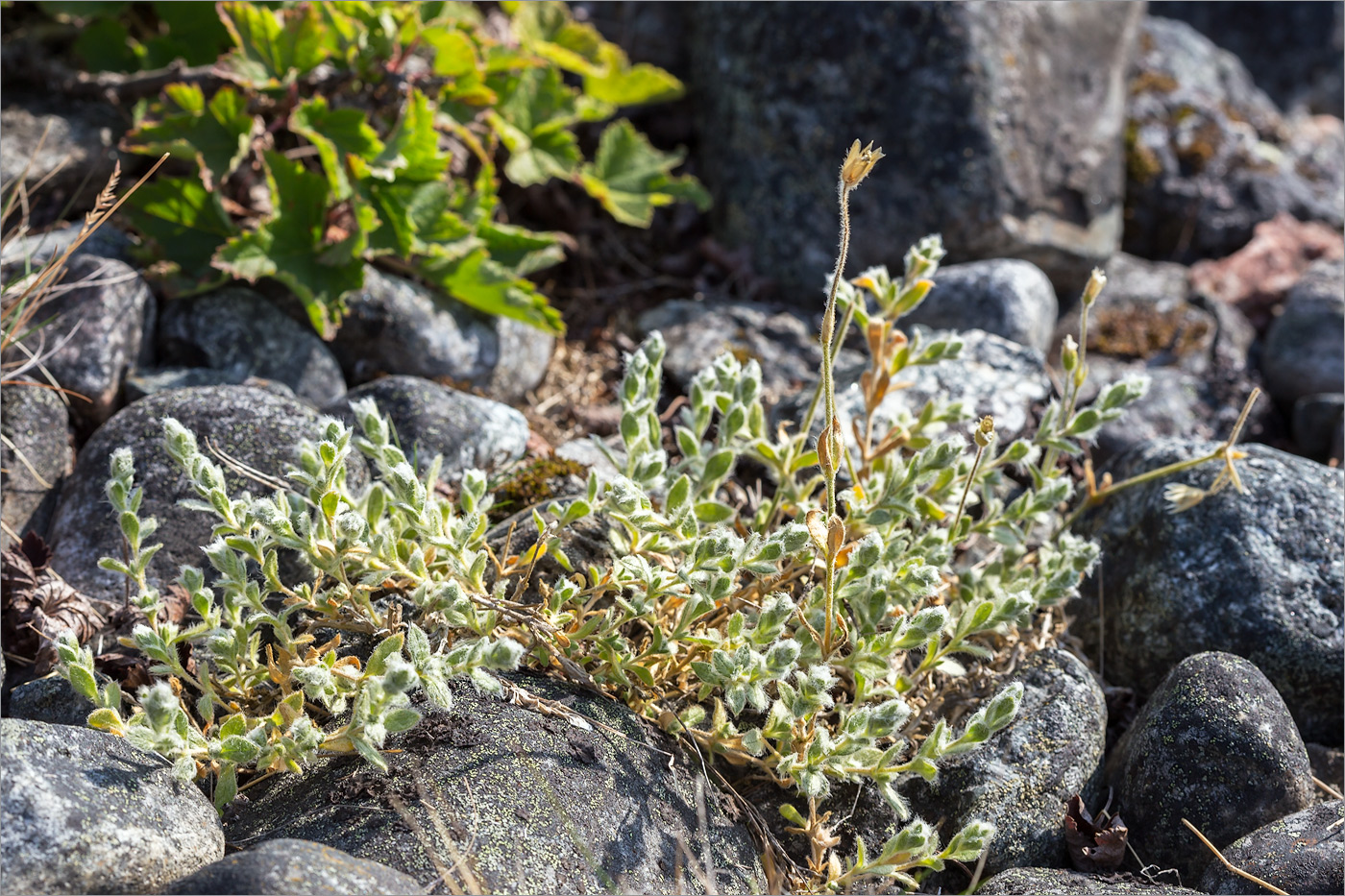 Image of Cerastium alpinum specimen.