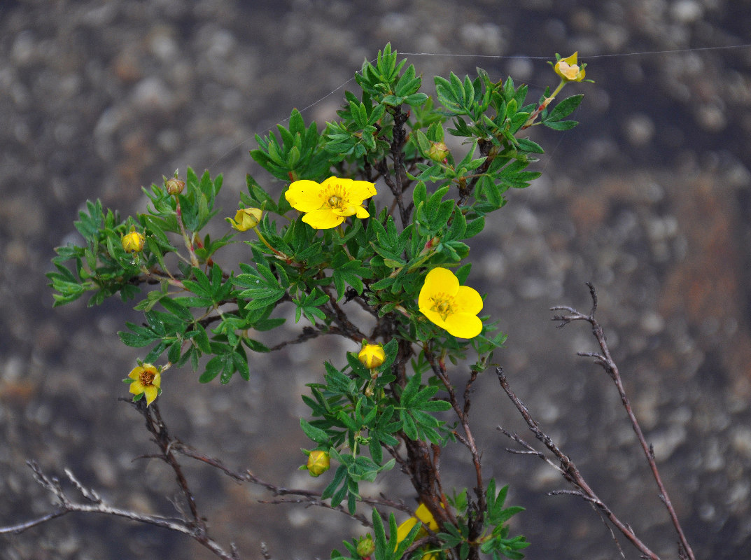 Image of Dasiphora fruticosa specimen.
