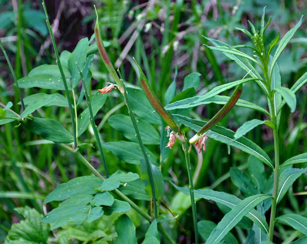 Изображение особи Lathyrus gmelinii.