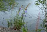 Campanula rotundifolia. Цветущее и плодоносящее растение. Финляндия, муниципалитет Савонлинна, окр. туркомплекса Харьюн Портти, берег оз. Пурувеси (прол. Туунаансалми), обочина велодорожки. 04.08.2018.