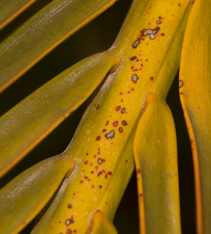 Image of Macrozamia riedlei specimen.