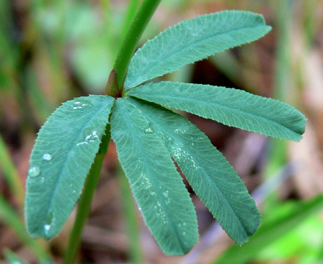 Изображение особи Trifolium spryginii.