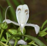 Eremophila polyclada