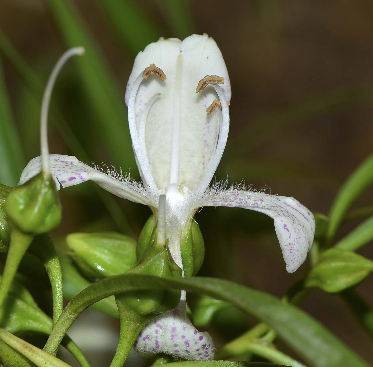 Изображение особи Eremophila polyclada.