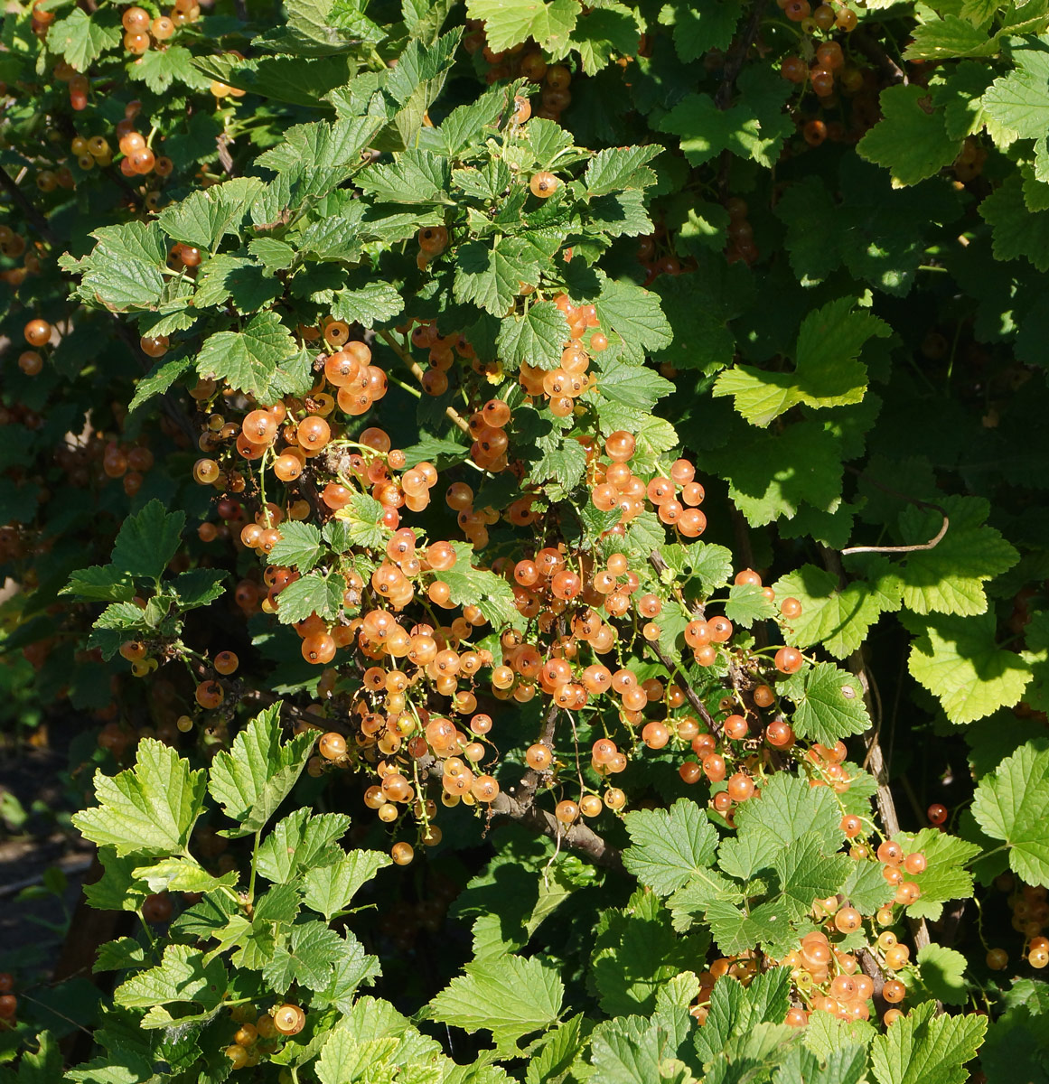 Изображение особи Ribes rubrum.