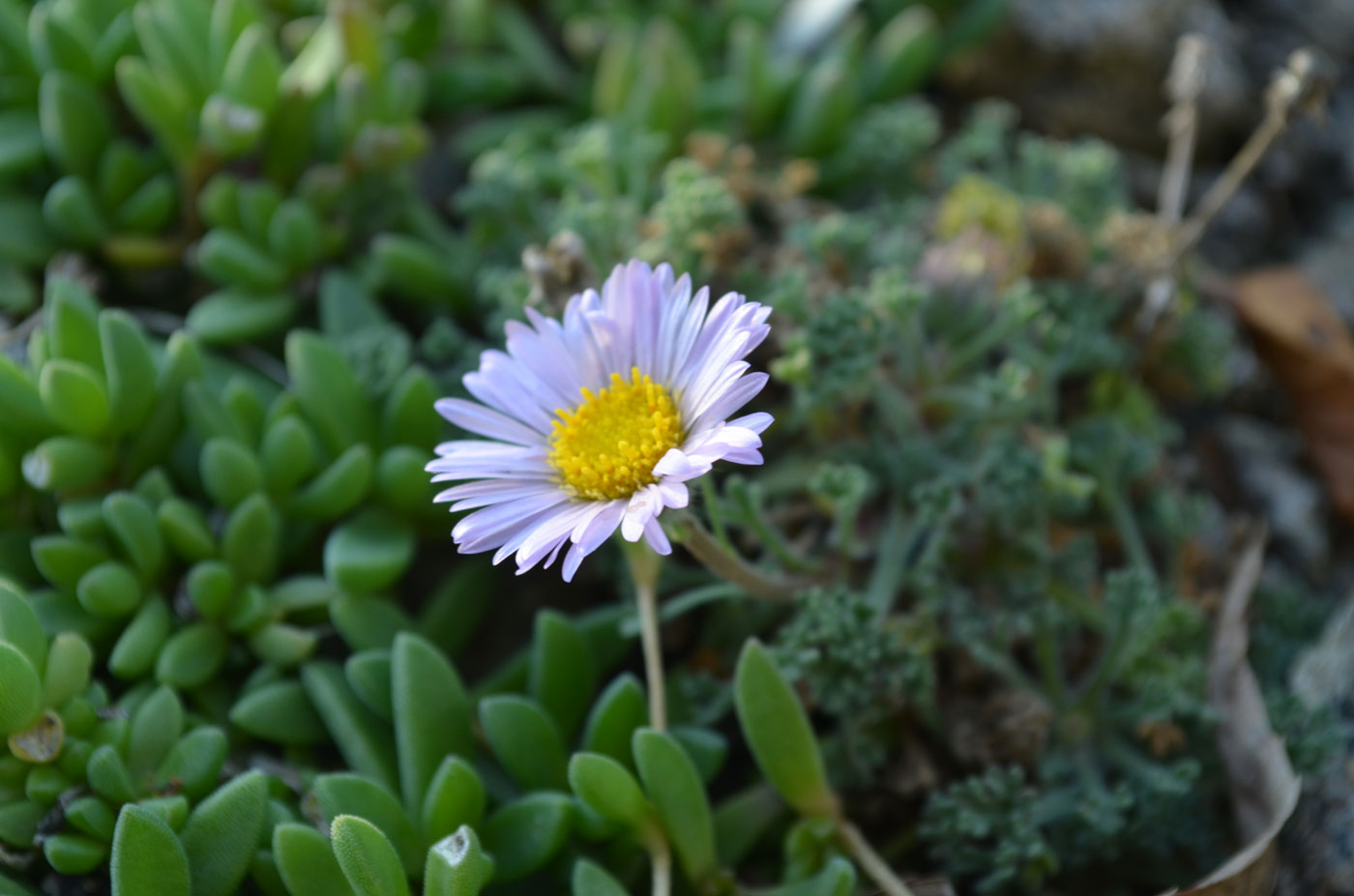 Image of Erigeron vagus specimen.