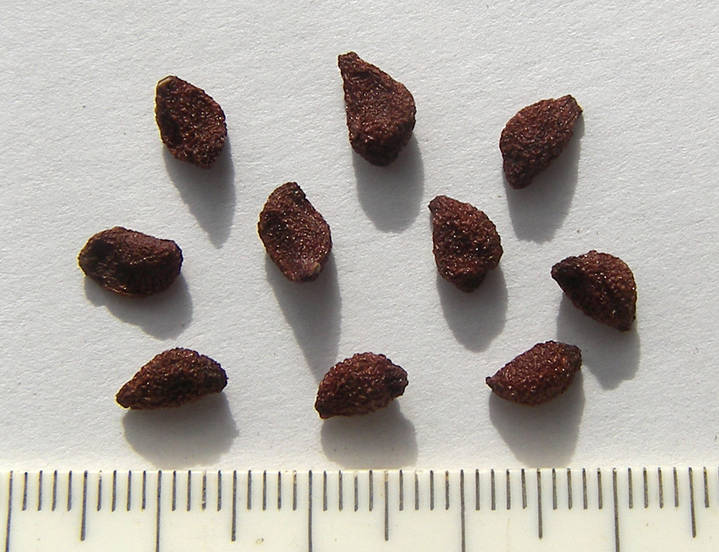 Image of Iris glaucescens specimen.