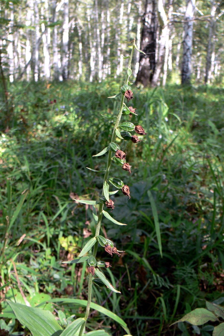 Изображение особи Epipactis helleborine.