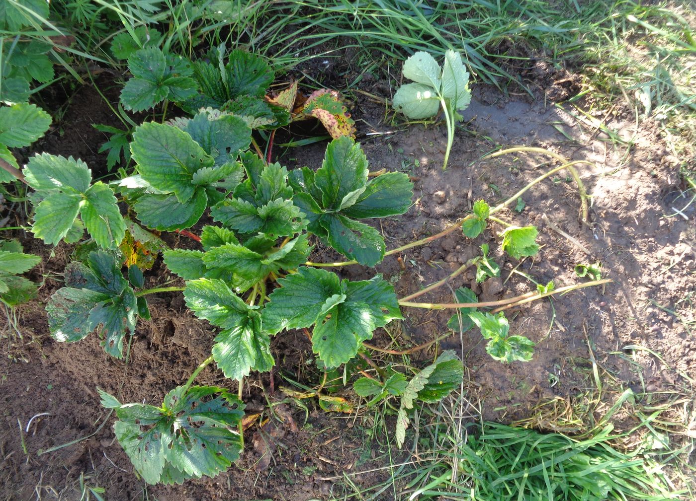 Image of Fragaria × ananassa specimen.