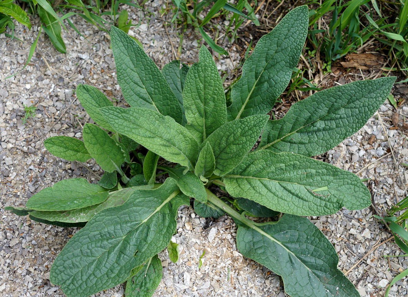 Image of Symphytum caucasicum specimen.