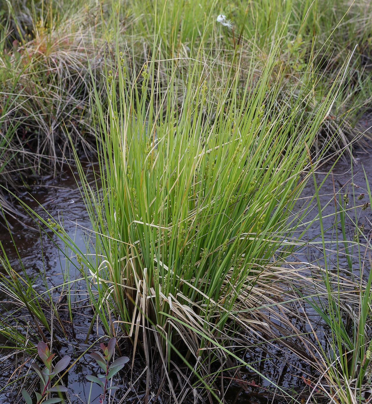 Изображение особи Carex canescens.