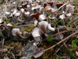 Peltigera didactyla