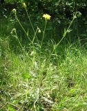 Crepis rhoeadifolia