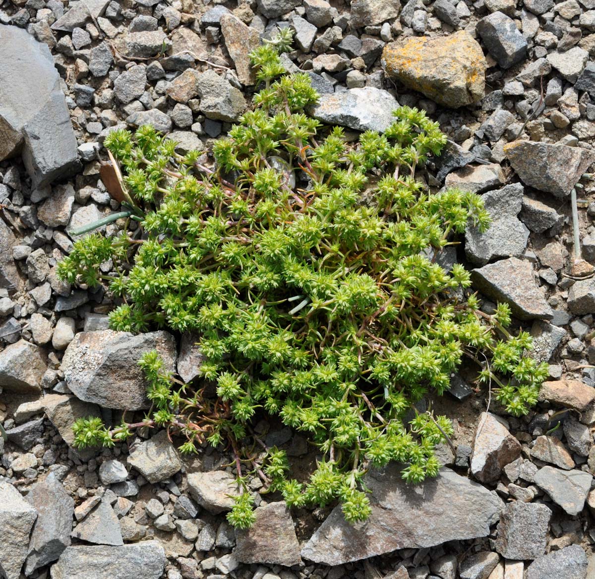 Изображение особи Scleranthus verticillatus.