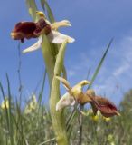 Ophrys mammosa subspecies caucasica. Часть побега с цветками. Краснодарский край, м/о г. Новороссийск, гора Шахан, травянистое сообщество задернованного скального обнажения на склоне южной экспозиции. 28.04.2019.