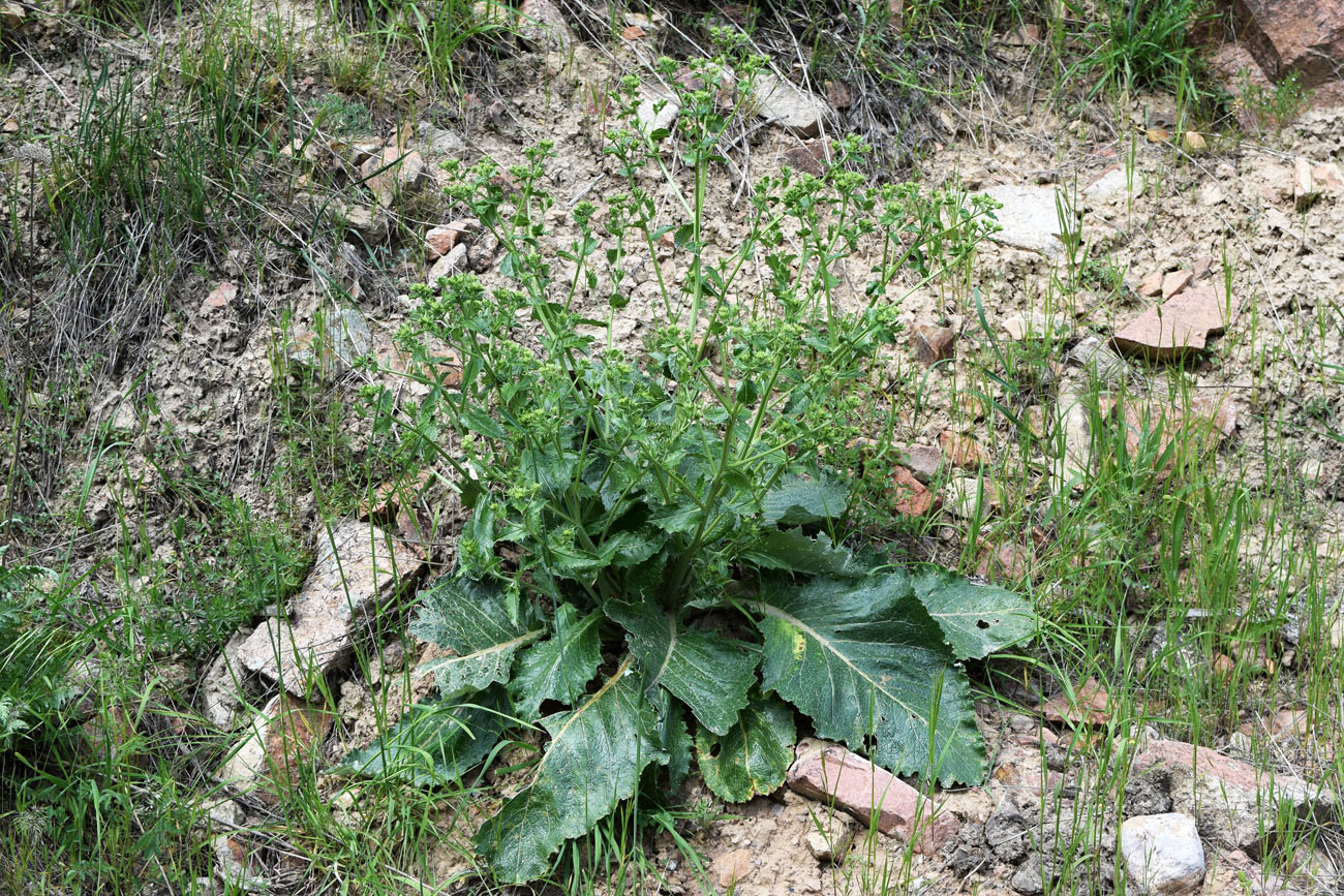 Изображение особи Cousinia pentacanthoides.