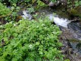 Cardamine yezoensis