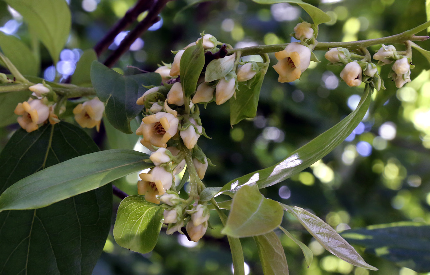 Image of Diospyros kaki specimen.