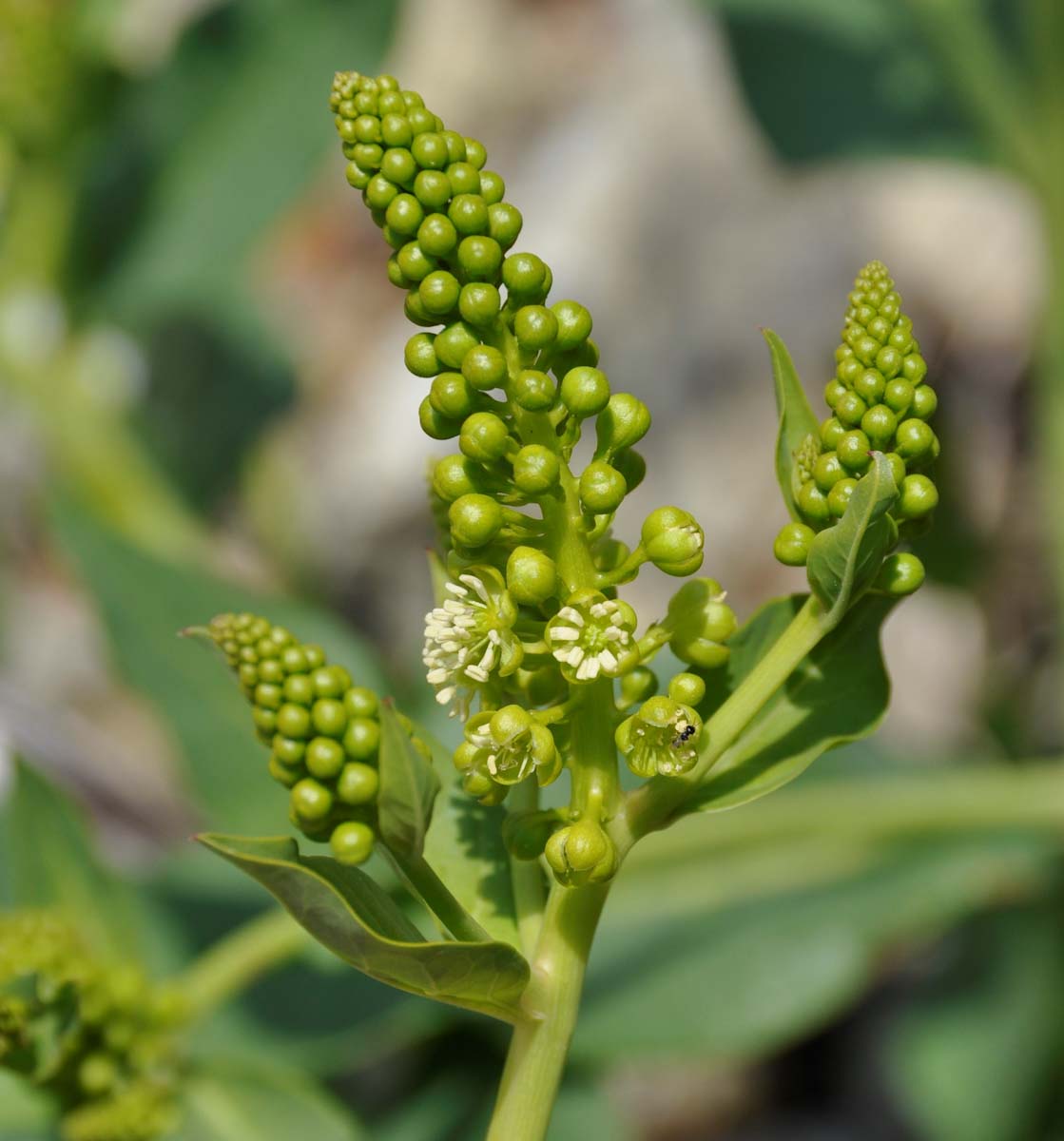 Изображение особи Phytolacca pruinosa.