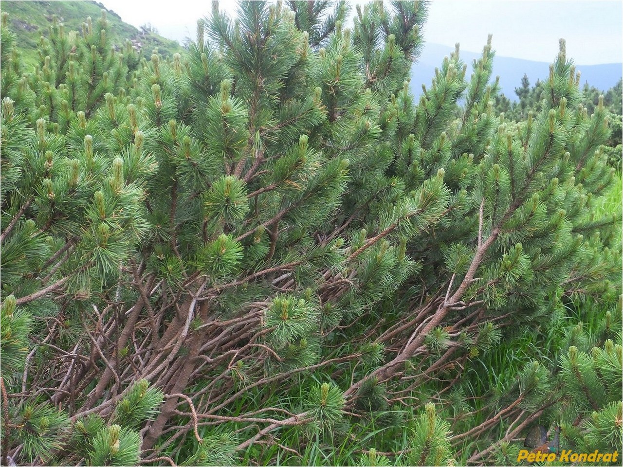 Изображение особи Pinus mugo.