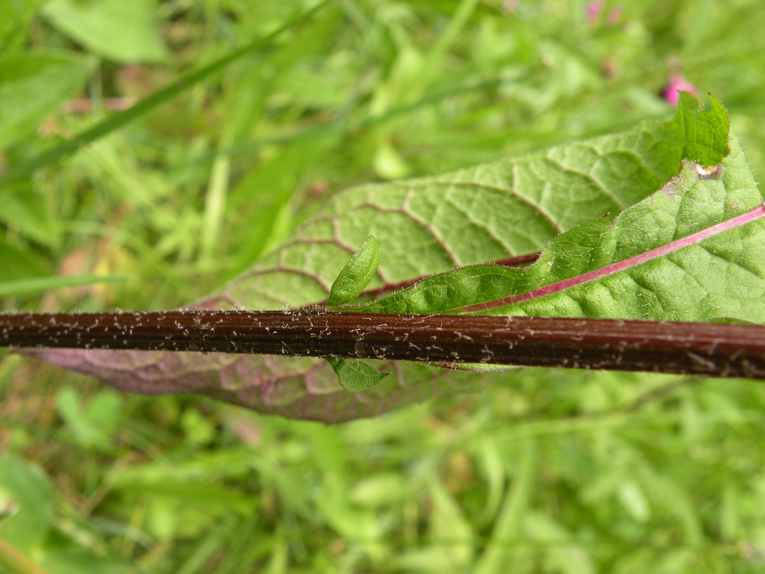 Image of Centaurea carpatica specimen.