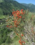 Ephedra procera. Верхушки \"плодоносящих\" ветвей. Кабардино-Балкария, Эльбрусский р-н, окр. с. Былым, ок. 1300 м н.у.м., скала. 03.07.2019.