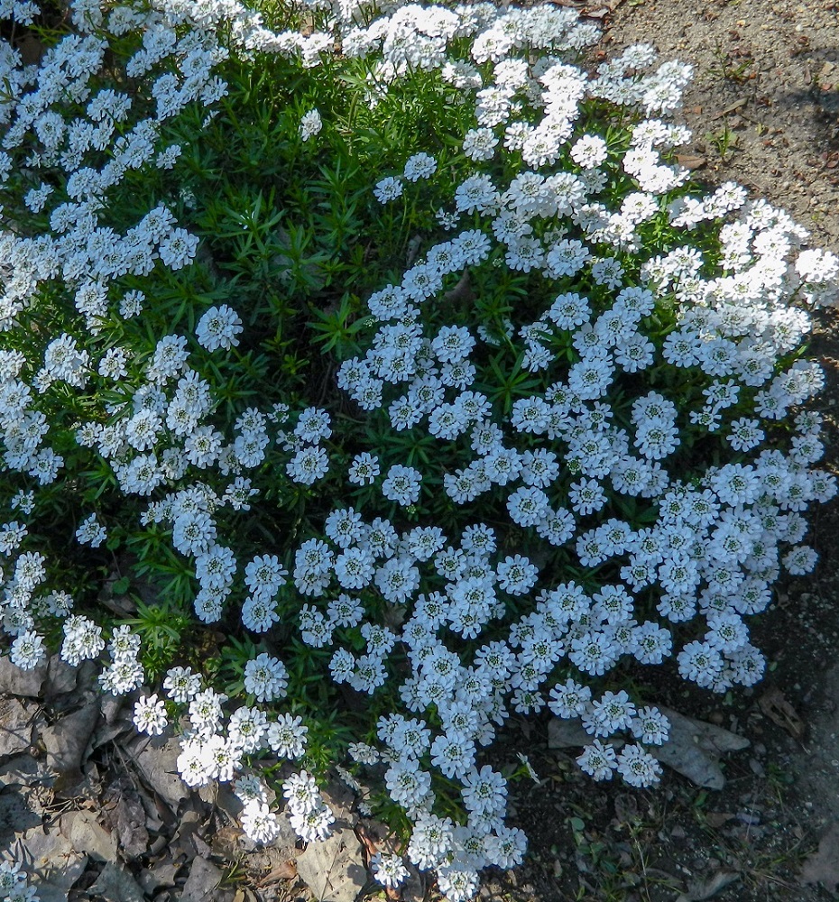 Image of Iberis sempervirens specimen.