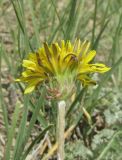 Taraxacum