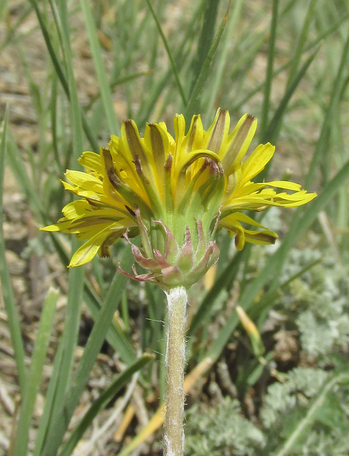 Image of genus Taraxacum specimen.