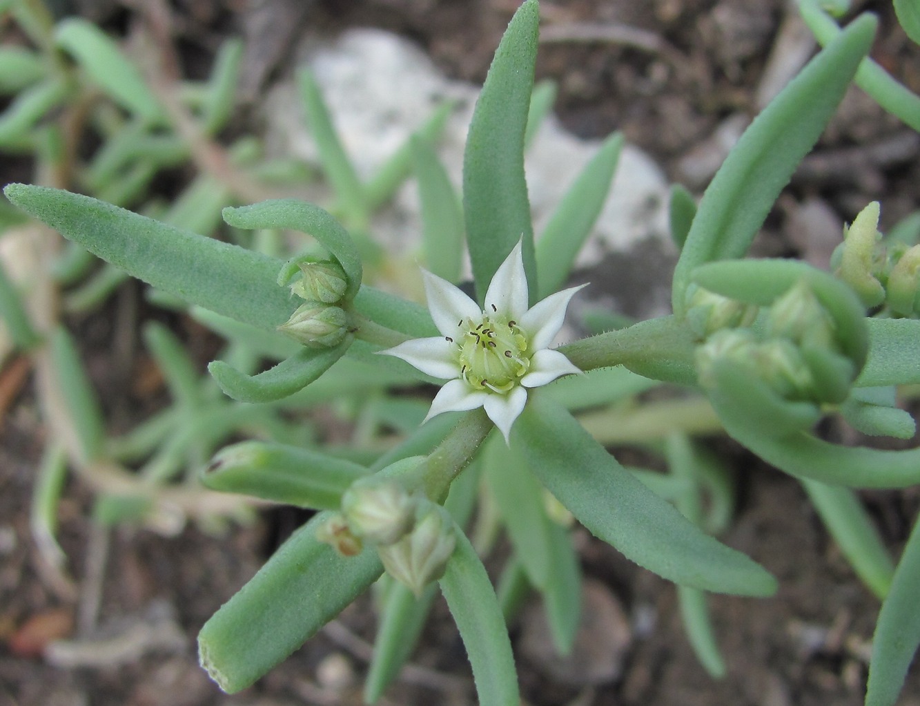 Изображение особи Sedum hispanicum.