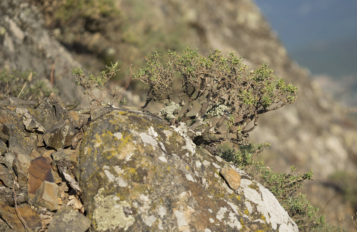 Image of Genista verae specimen.