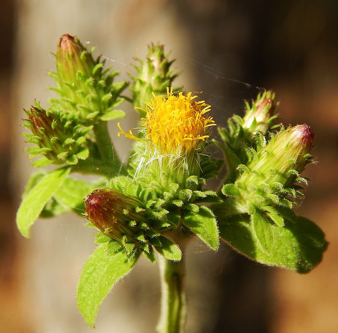 Image of Inula conyza specimen.