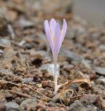 Colchicum troodi