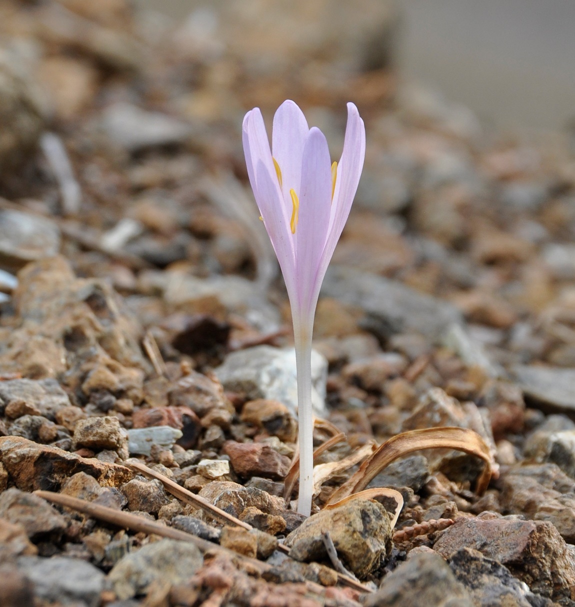 Изображение особи Colchicum troodi.