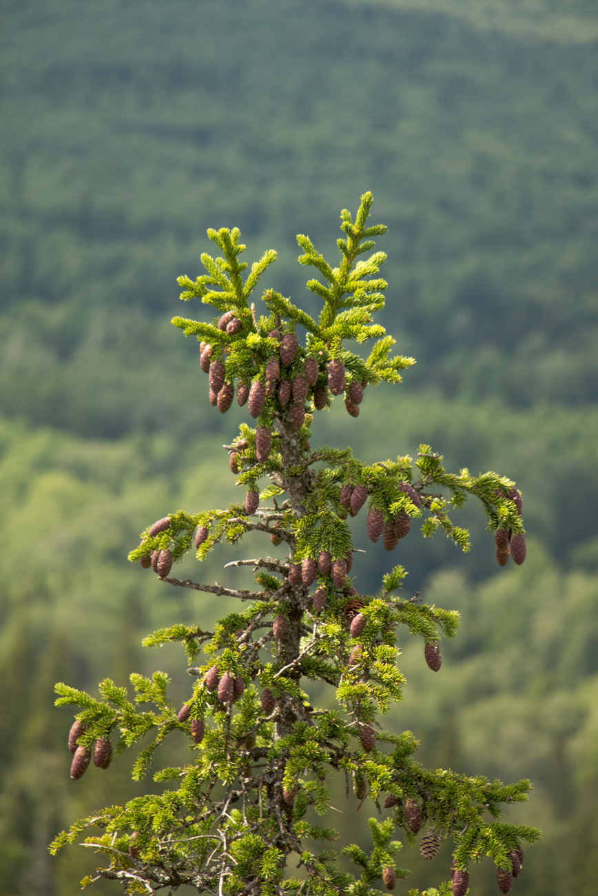 Изображение особи Picea obovata.