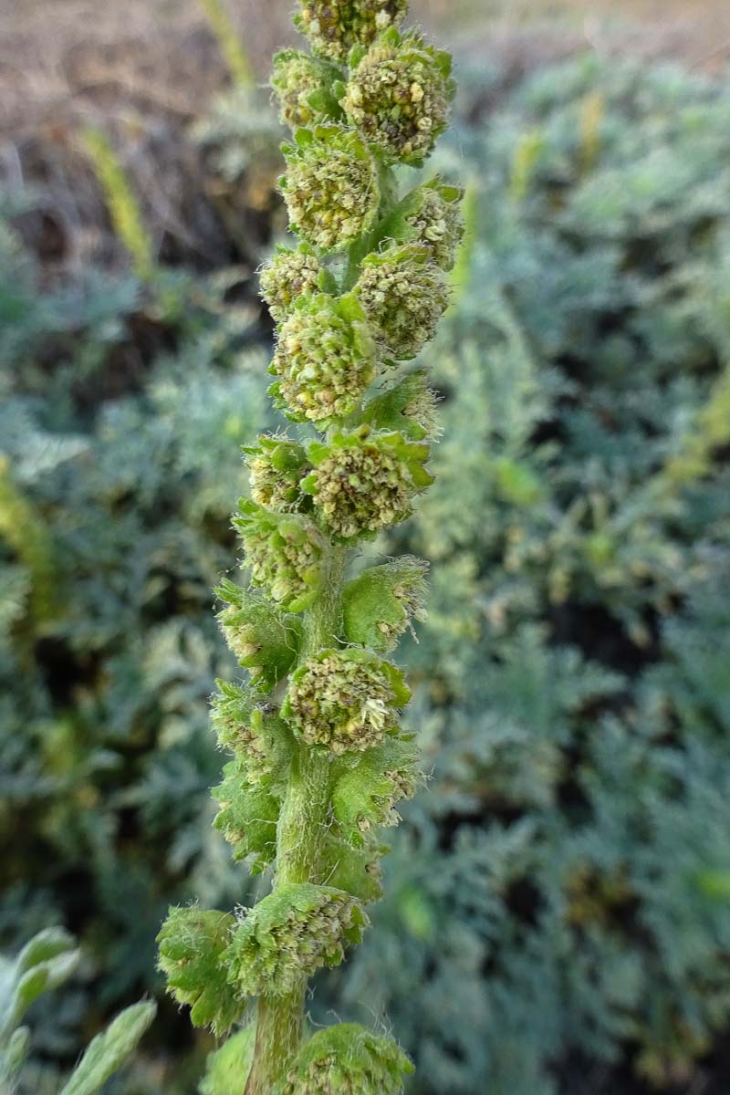 Image of Ambrosia chamissonis specimen.